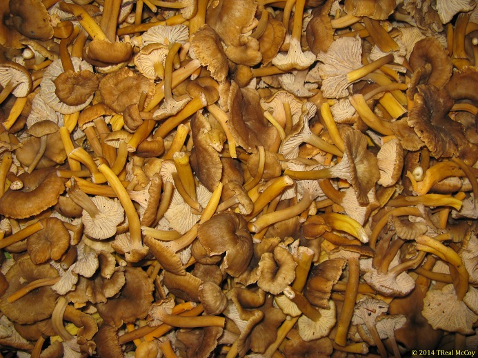 Yellowfoot Chanterelles